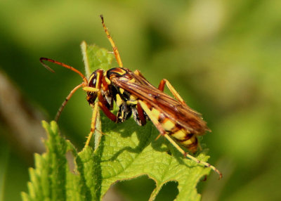 Poecilopompilus interruptus; Spider Wasp species