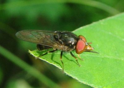 Rhingia nasica; Syrphid Fly species; male