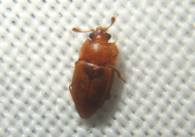 Epuraea Sap-feeding Beetle species