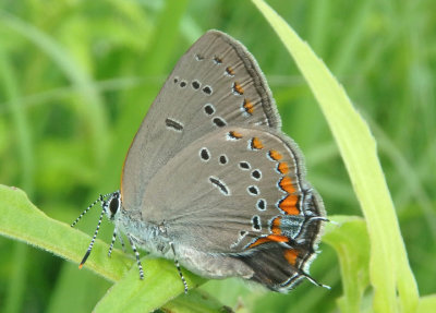 Satyrium acadicum; Acadian Hairstreak