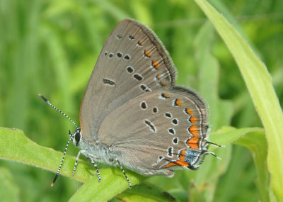 Satyrium acadicum; Acadian Hairstreak