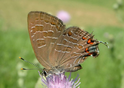 Satyrium liparops; Striped Hairstreak