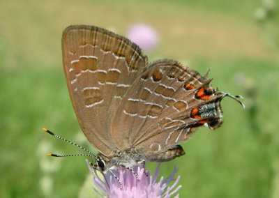 Satyrium liparops; Striped Hairstreak 