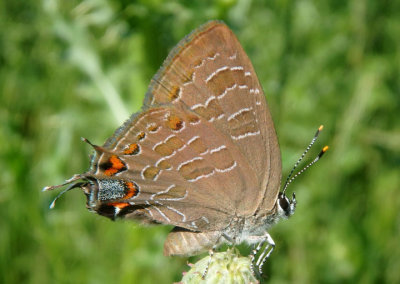 Satyrium liparops; Striped Hairstreak