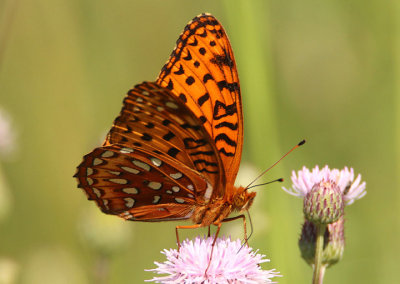 Speyeria aphrodite; Aphrodite Fritillary