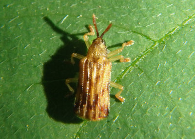Sumitrosis rosea; Leaf Beetle species
