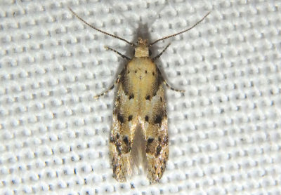 1803 - Coleotechnites coniferella; Conifer Coleotechnites Moth