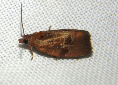 2866 - Evora hemidesma; Spirea Leaftier Moth