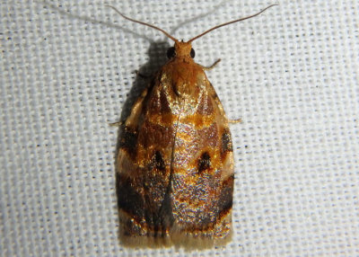 3655 - Archips fervidana; Oak Webworm Moth