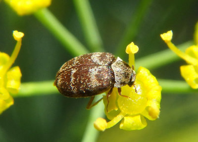 Anthrenus fuscus; Carpet Beetle species; exotic