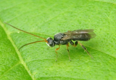 Cheloninae Braconid Wasp species