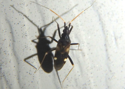 Fulvius slateri; Plant Bug species