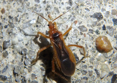 Oncerotrachelus acuminatus; Assassin Bug species