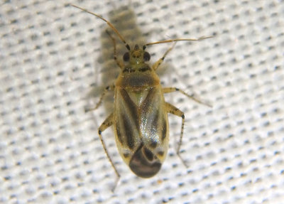 Miridae Plant Bug species