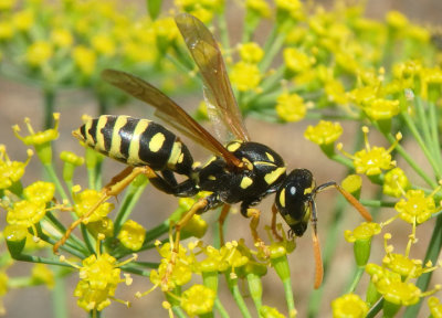 Polistes dominula; European Paper Wasp; exotic