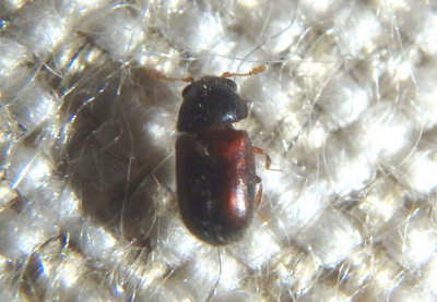Sphindus Cryptic Slime Mold Beetle species