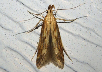 1685 - Metzneria lappella; Burdock Seedhead Moth