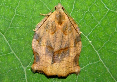 3658 - Archips purpurana; Tortricid Moth species