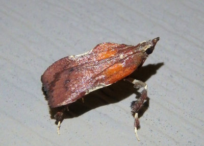 5552 - Galasa nigrinodis; Boxwood Leaftier
