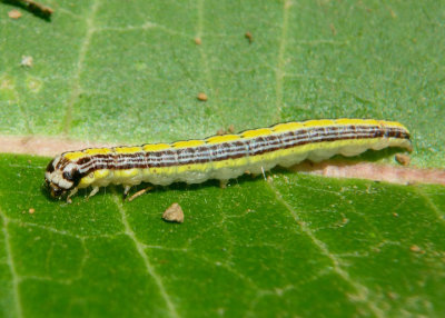 5577 - Epipaschia superatalis; Dimorphic Macalla caterpillar