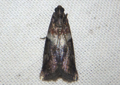 5775.2 - Salebriaria rufimaculatella; Pyralid Moth species