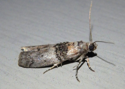 5808 - Tlascala reductella; Tlascala Moth