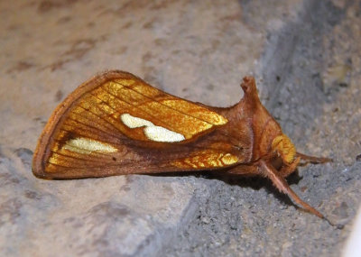 8952 - Plusia contexta; Connected Looper Moth