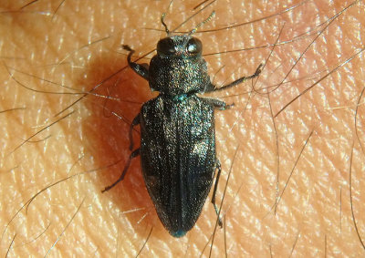 Chrysobothris sexsignata; Metallic Wood-boring Beetle species