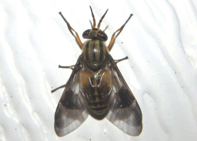 Chrysops Deer Fly species; female