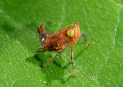 Jikradia olitoria; Leafhopper species nymph