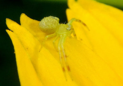 Mecaphesa Crab Spider species