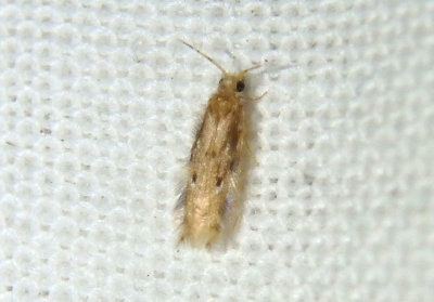 Oxyethira Microcaddisfly species