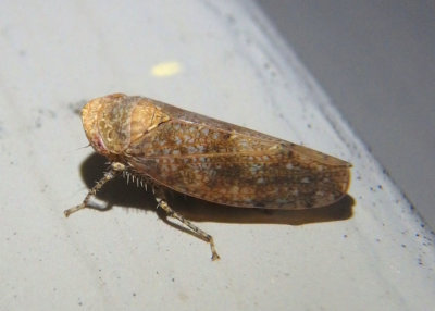 Paraphlepsius irroratus; Bespeckled Leafhopper