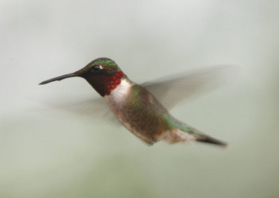 Ruby-throated Hummingbird; male 