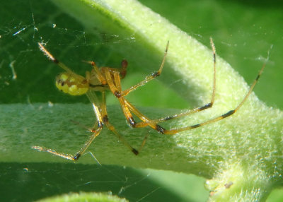 Theridion Cobweb Spider species; male