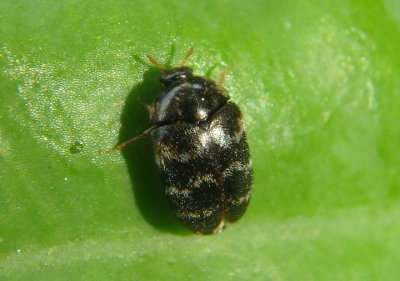 Trogoderma glabrum; Glabrous Cabinet Beetle; exotic
