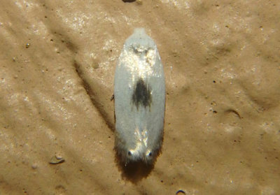 0119 - Pseudopostega cretea; Pygmy Leafmining Moth species