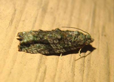 3230 - Proteoteras aesculana; Maple Twig Borer Moth