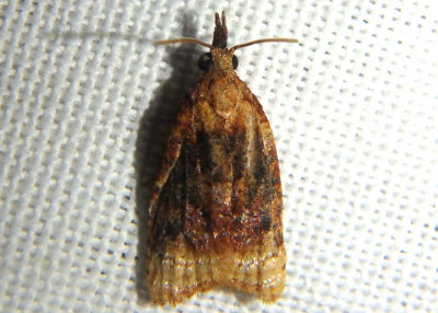 3732 - Platynota flavedana; Black-shaded Platynota Moth; male