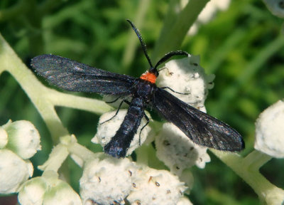 4624 - Harrisina americana; Grapeleaf Skeletonizer Moth