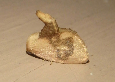 4654 - Tortricidia flexuosa; Abbreviated Button Slug Moth