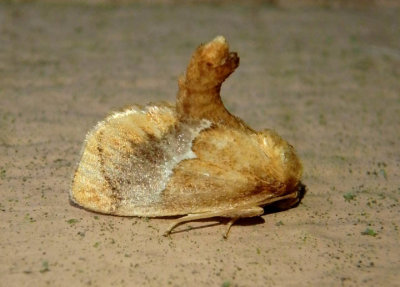 4665 - Lithacodes fasciola; Yellow-shouldered Slug Moth