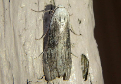 5630 - Aphomia terrenella; Terrenella Bee Moth