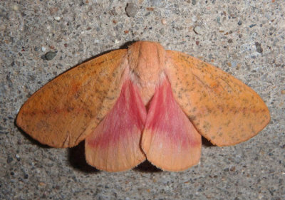 7709 - Sphingicampa bicolor; Honey Locust Moth