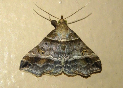 8338 - Phalaenophana pyramusalis; Dark-banded Owlet