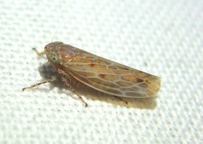 Amplicephalus osborni; Leafhopper species