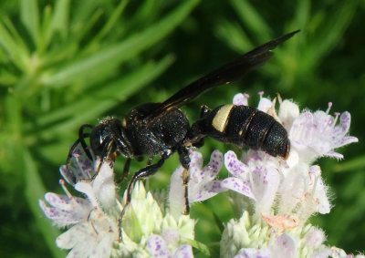 Cerceris fumipennis; Smoky-winged Beetle-Bandit
