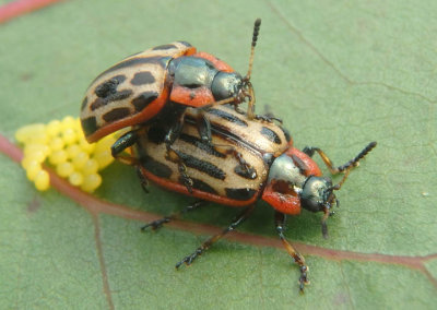 Chrysomela scripta; Cottonwood Leaf Beetles