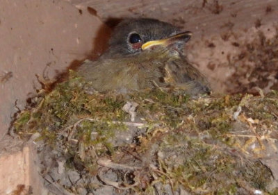 Eastern Phoebe; juvenile on nest