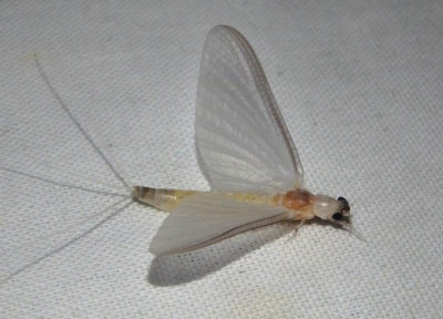 Ephoron leukon; White Fly; female